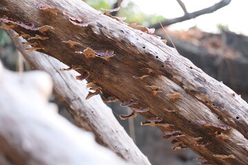 dry log wood
