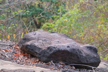 Fototapeta na wymiar rocks in the forest