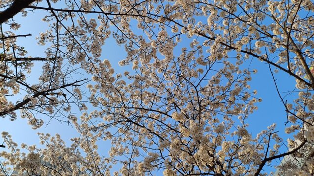 cheery blossom tree