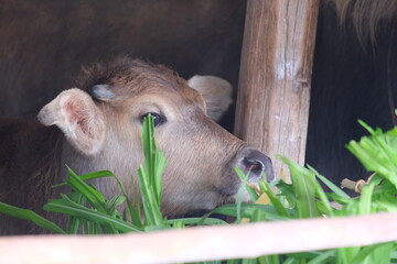 Little buffalo on the farm