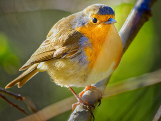 bird on a branch