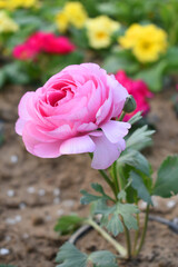Beautiful pink ranunculus flower growing in an outdoor flower garden. ranunculus flower closeup, pink blooming flower