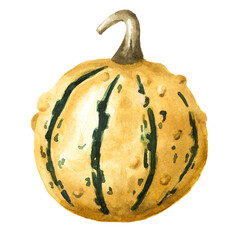 Decorative warty yellow pumpkin. Watercolor hand drawn illustration isolated  on white background