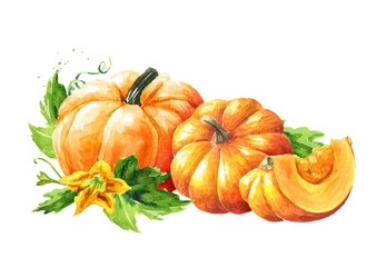 Fresh ripe yellow pumpkins or squash, with leaves and flower. Watercolor hand drawn illustration, isolated  on white background - 777991933