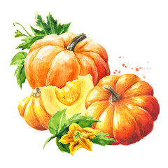 Fresh ripe yellow pumpkins or squash, with leaves and flower. Watercolor hand drawn illustration isolated  on white background - 777991937