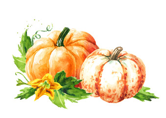 Fresh ripe yellow pumpkins or squash, with leaves and flower. Watercolor hand drawn illustration isolated on white background - 777991944
