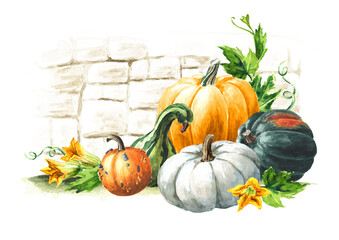 Harvest card. Fresh ripe decorative pumpkins or squash with leaves. Watercolor hand drawn illustration isolated  on white background - 777991958