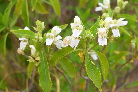 A green Plant of Justicia adhatoda vasica or malabar nut plant in selective focus and background blur, the white Justicia adhatoda blossom in spring, Chakwal, Punjab, Pakistan