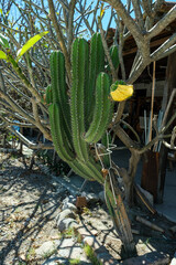 Kaktusy Meksyku podczas wyporawy wakacyjnej © Daniel