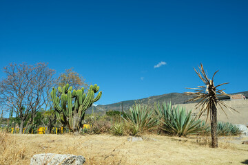 Kaktusy Meksyku podczas wyporawy wakacyjnej - obrazy, fototapety, plakaty
