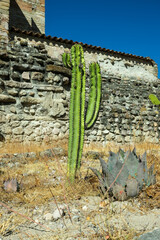 Kaktusy Meksyku podczas wyporawy wakacyjnej