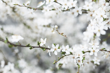 Fototapeta premium Cherry blossom close-up. Fragrant blossom trees. Spring has come.