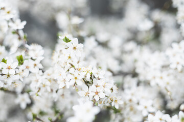 Cherry blossom close-up. Fragrant blossom trees. Spring has come.