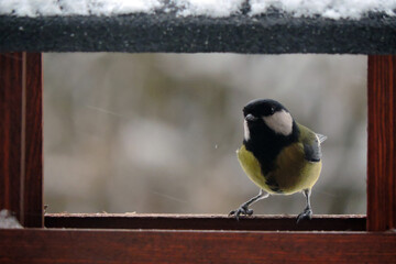 The male great tit sitting in a wooden bird feeder, some snow on the roof, wooden frame, blurred background