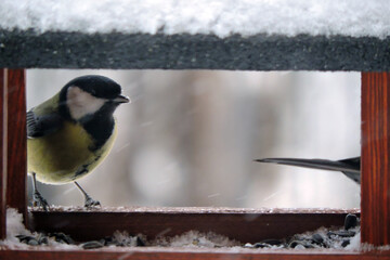 The female great tit sitting in a wooden bird feeder, some snow on the roof, wooden frame, blurred...