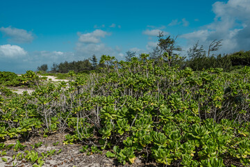 Fototapeta na wymiar Scaevola taccada, also known as beach cabbage, sea lettuce, or beach naupaka, is a flowering plant in the family Goodeniaceae. Mokulē‘ia Army Beach，Oahu Hawaii