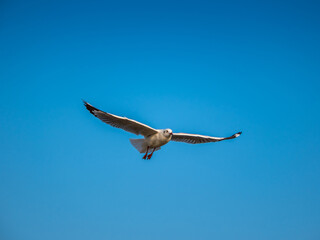 Seagull flying in clear blue sky at sunny day. White gull bird soaring in heaven at summer