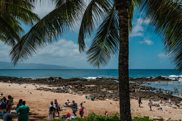 Shark’s Cove Oahu Hawaii.  The coconut tree (Cocos nucifera) is a member of the palm tree family...