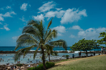 Shark’s Cove Oahu Hawaii.  The coconut tree (Cocos nucifera) is a member of the palm tree family...