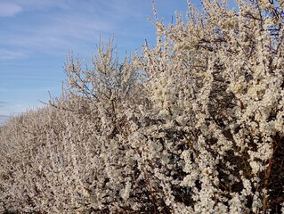 Dense flowers on the branches of the terun. Thick bushes with white flowers that bloomed profusely...