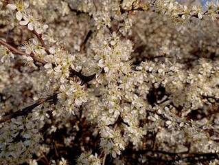 The small flowers of the terna surrounded the thick bush abundantly. Texture of white small flowers in spring in the garden. A beautiful bush bloomed with white flowers. Gardening and tree care in the