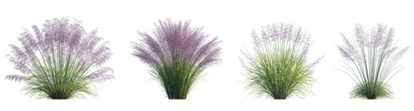 Pink Muhly Grass (Muhlenbergia capillaris, Gulf Muhly, Hairgrass, Mule Grass, Pink Hair Grass, Purple Muhly) set isolated frontal png on a transparent background premium cutout
