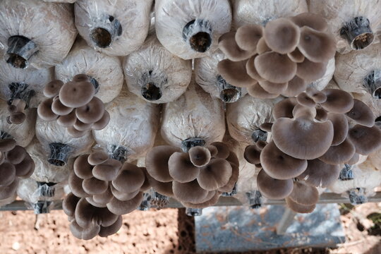 close up of a lot of mushrooms