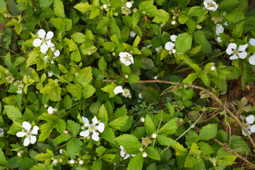 Blackberry flowers in the garden, Beautiful in spring bloom garden. Blackberry bush with white...