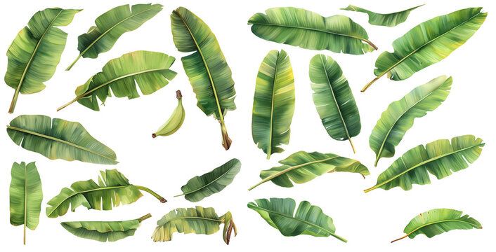 Watercolor banana leaf clipart for graphic resources