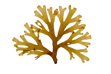 Dictyota dichotoma brown algae frond isolated transparent png. Forkweed or forked ribbon seaweed.