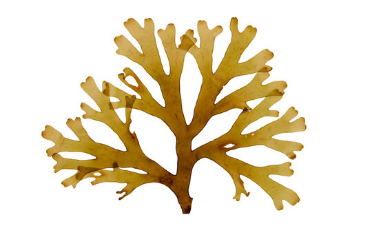 Dictyota dichotoma brown algae frond isolated transparent png. Forkweed or forked ribbon seaweed.