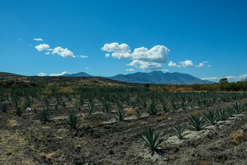 Plantacja Agaty w Meksyku  - obrazy, fototapety, plakaty
