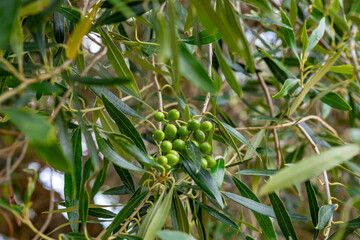 The olive,  Olea europaea, meaning 'European olive', family Oleaceae,Olea europaea 'Montra', dwarf...
