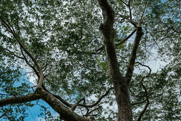 Pterocarpus tinctorius，Pterocarpus is a pantropical genus of trees in the family Fabaceae. padauk。 mukwa or narra. African rosewood。Hoʻomaluhia Botanical Garden Oahu Hawaii