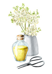 Meadowsweet or Spiraea ulmaria homemade tincture, medical herb, plant and flower.  Hand drawn watercolor  illustration isolated on white background