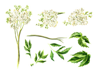 Meadowsweet or Spiraea ulmaria medical herb,  plant set.   Hand drawn watercolor  illustration isolated on white background