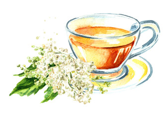 Herbal tea with fresh  Meadowsweet or Spiraea ulmaria medical herb, plant and flower.  Hand drawn watercolor  illustration isolated on white background