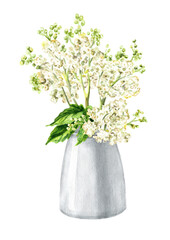 Meadowsweet or Spiraea ulmaria medical herb, plant and flower.  Hand drawn watercolor  illustration isolated on white background - 778002746