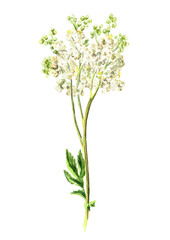 Meadowsweet or Spiraea ulmaria medical herb, plant. Hand drawn watercolor illustration isolated on white background - 778002759