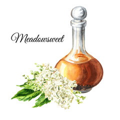 Meadowsweet or Spiraea ulmaria tincture, medical herb, plant and flower.  Hand drawn watercolor  illustration isolated on white background