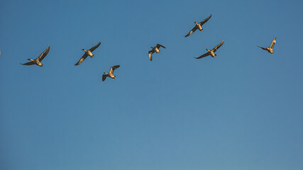 Obraz premium A flock of wild geese flying against the blue sky