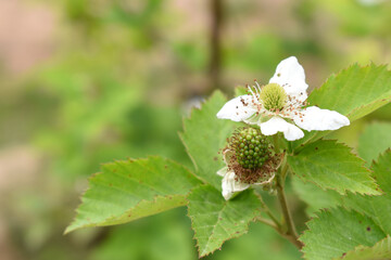 Blackberry flowers in the garden, Beautiful in spring bloom garden. Blackberry bush with white flowers, Blossoming blackberry bush and bee, sunny spring day, Chakwal, Punjab, Pakistan
