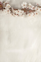 a delicate branch of cherry blossoms at the top of the photo on a gray light putty background. flat top view.