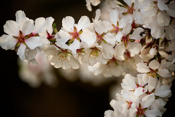   blooming branch with white almond flowers on a dark natural background.
- 778003991