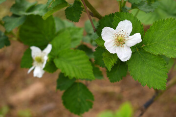 Blackberry flowers in the garden, Beautiful in spring bloom garden. Blackberry bush with white flowers, Blossoming blackberry bush and bee, sunny spring day, Chakwal, Punjab, Pakistan