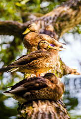 Wild ducks sit on a tree near the water
