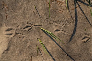 View of the sand on the Baltic Sea coast with bird footprints, needles and grass, Curonian Spit, Kaliningrad region, Russia
