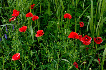 red poppy flowers