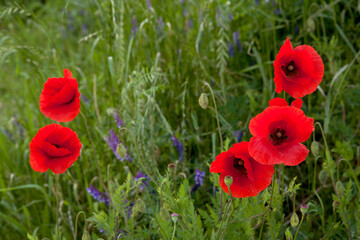 red poppy flowers