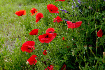 Naklejka premium red poppy flowers
